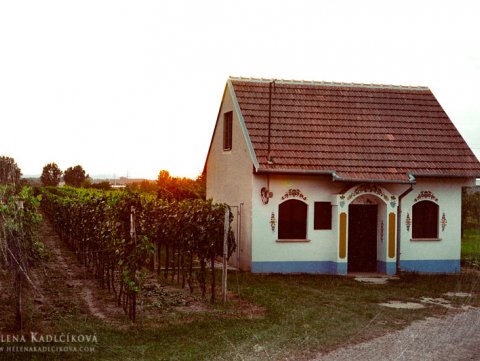 2014-08-09 Tvrdonice, Slavíci na Podluží 