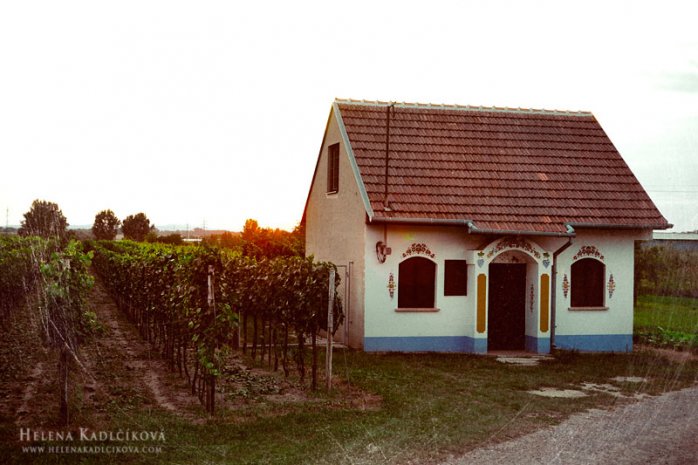 2014-08-09 Tvrdonice, Slavíci na Podluží 